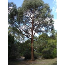 Eucalyptus Narrow Leaved Peppermint Gum x 1 Plant Essential Oils Trees Hardy Native Plants Cream White Flowering radiata